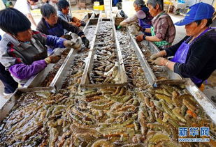 河北樂亭 海參豐收季，品質與銷售雙贏