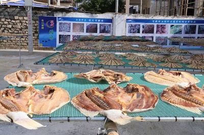 樂東利國鎮(zhèn) 黨建引領(lǐng)產(chǎn)業(yè)興，海產(chǎn)加工育苗助推集體經(jīng)濟(jì)“破浪前行”