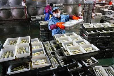 浙江漁港迎歸帆 岱山、象山卸貨忙，產(chǎn)銷兩旺映豐年