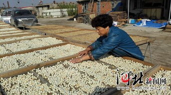 昌黎養(yǎng)殖戶 引領(lǐng)海產(chǎn)品加工產(chǎn)業(yè)升級(jí)，豐富產(chǎn)業(yè)鏈新篇章